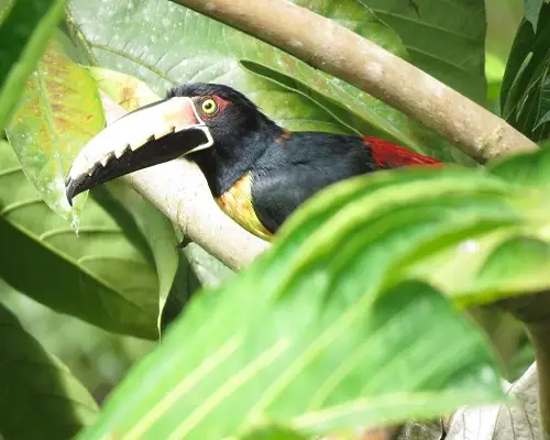 La Posada de las Aves en San Rafael, Antioquia: foto 5
