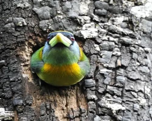La Posada de las Aves en San Rafael, Antioquia: foto 6